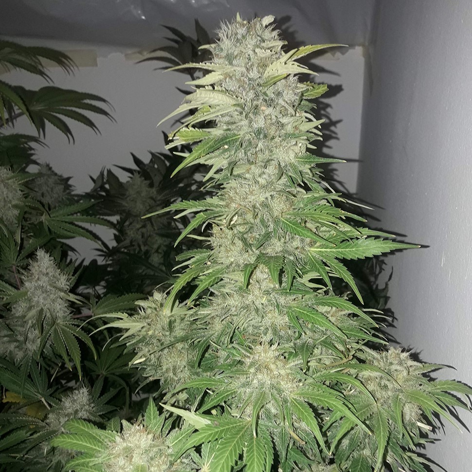 Семена конопли  Mataro Blue regular Ganja Seeds