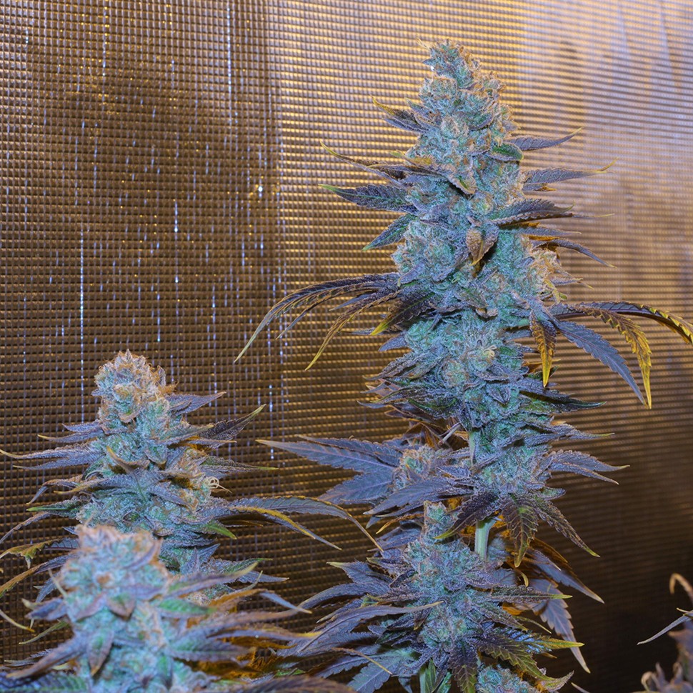 Семена  Green House Thai feminised Ganja Seeds