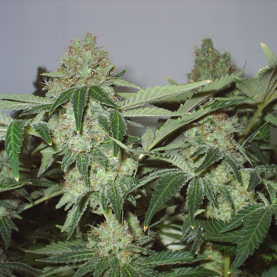 Семена конопли  Big Chuy feminised Bang Seeds