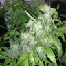 Семена конопли  Big Chuy feminised Bang Seeds