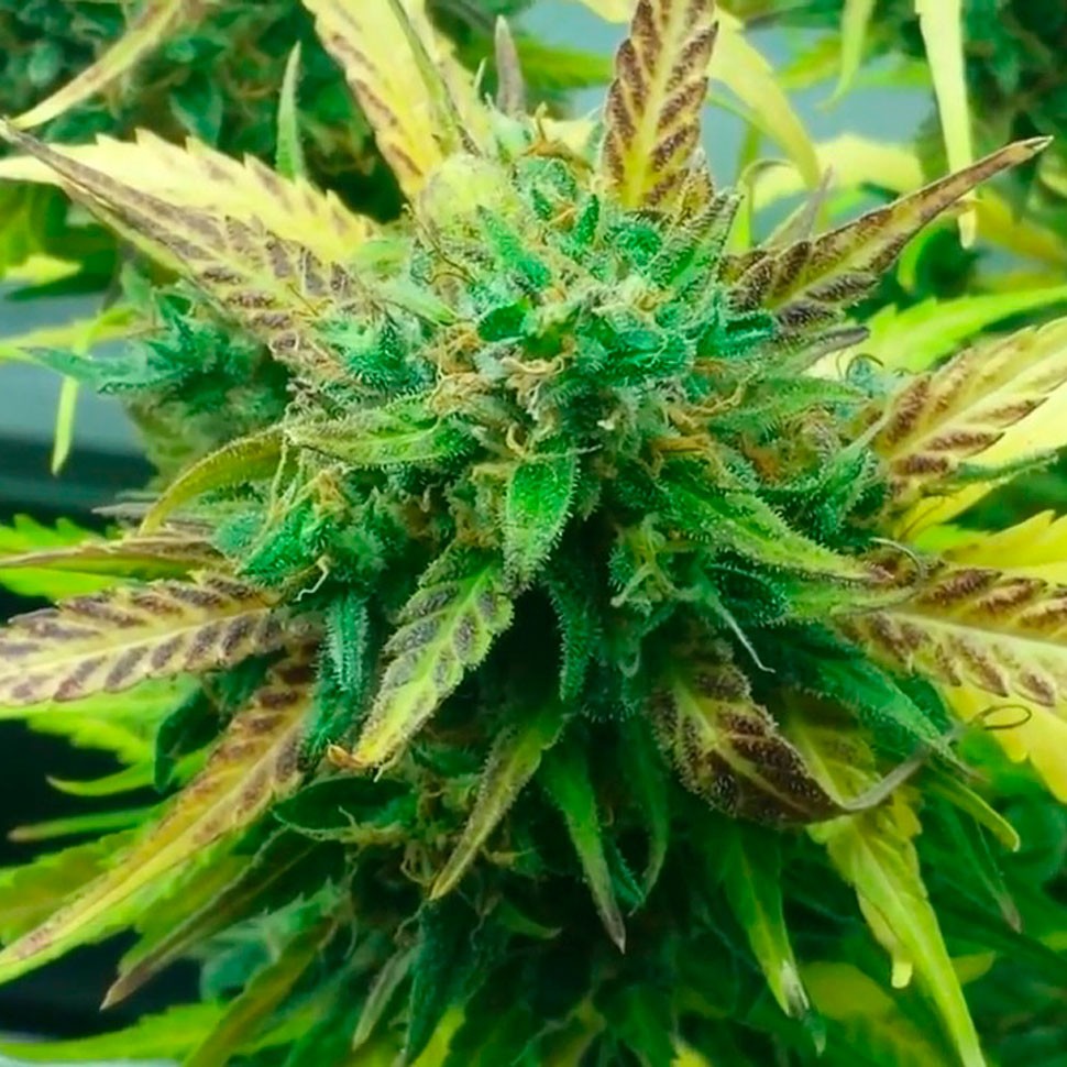 Семена конопли  Think Fast feminised Ganja Seeds