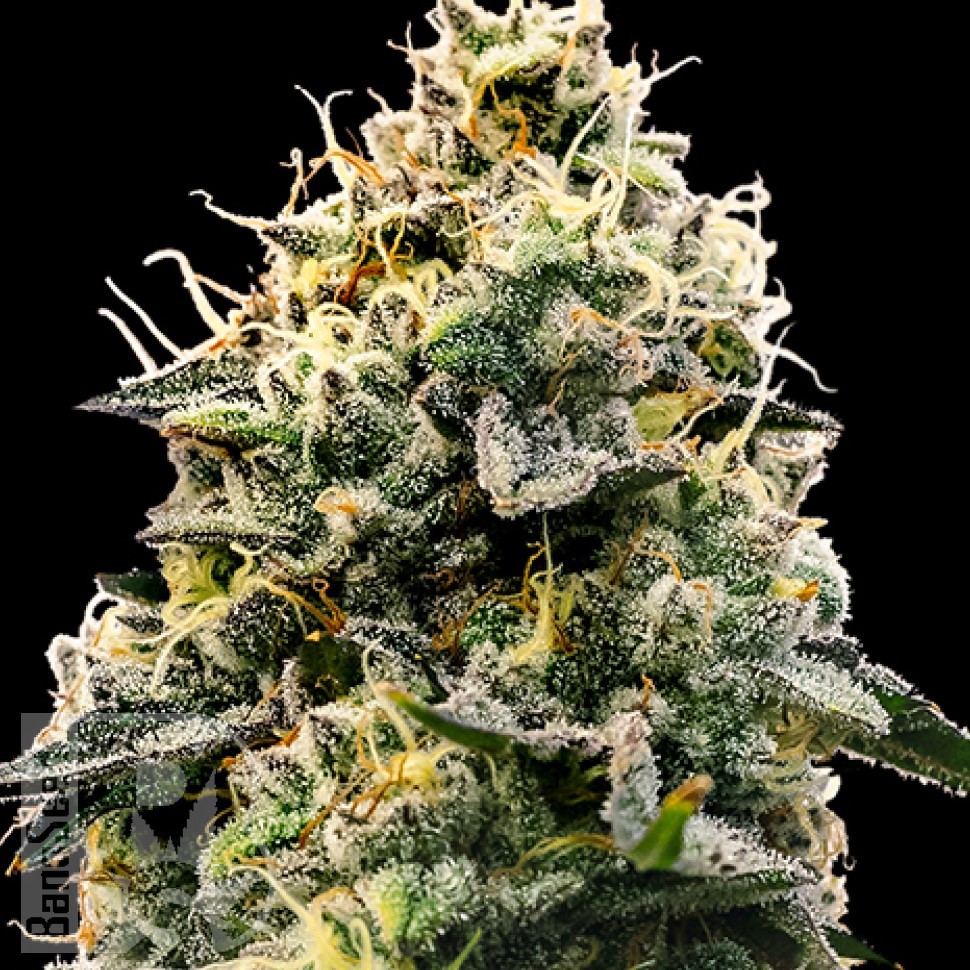 Семена конопли  Think Fast feminised Ganja Seeds