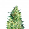 недорогие семена марихуаны Auto Jack 47 feminised Ganja Seeds