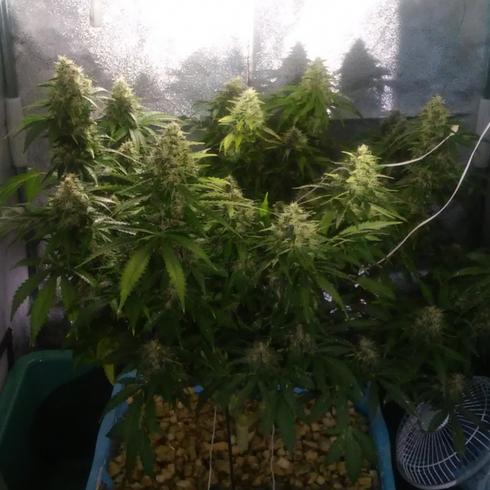 Семена ганжа  Auto Jack 47 feminised Ganja Seeds