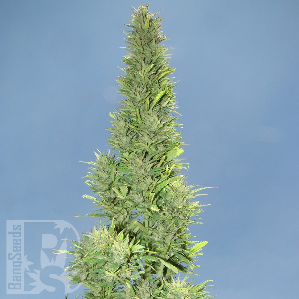 Семена ганжа  Auto Durban Poison feminised Ganja Seeds