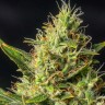 Семена ганжа  Auto Durban Poison feminised Ganja Seeds