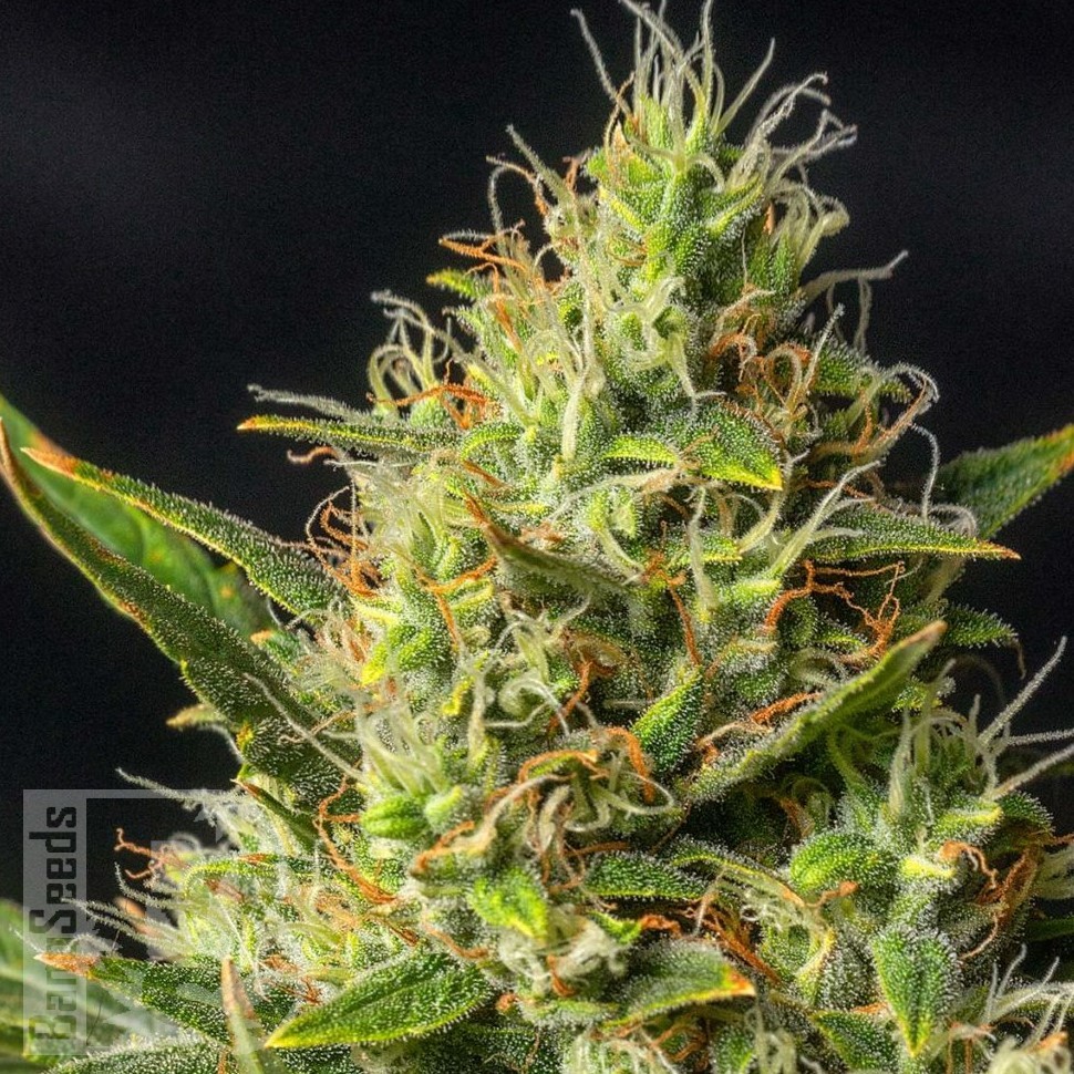 Семена ганжа  Auto Durban Poison feminised Ganja Seeds