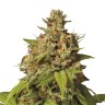 Семена ганжа  Auto Durban Poison feminised Ganja Seeds