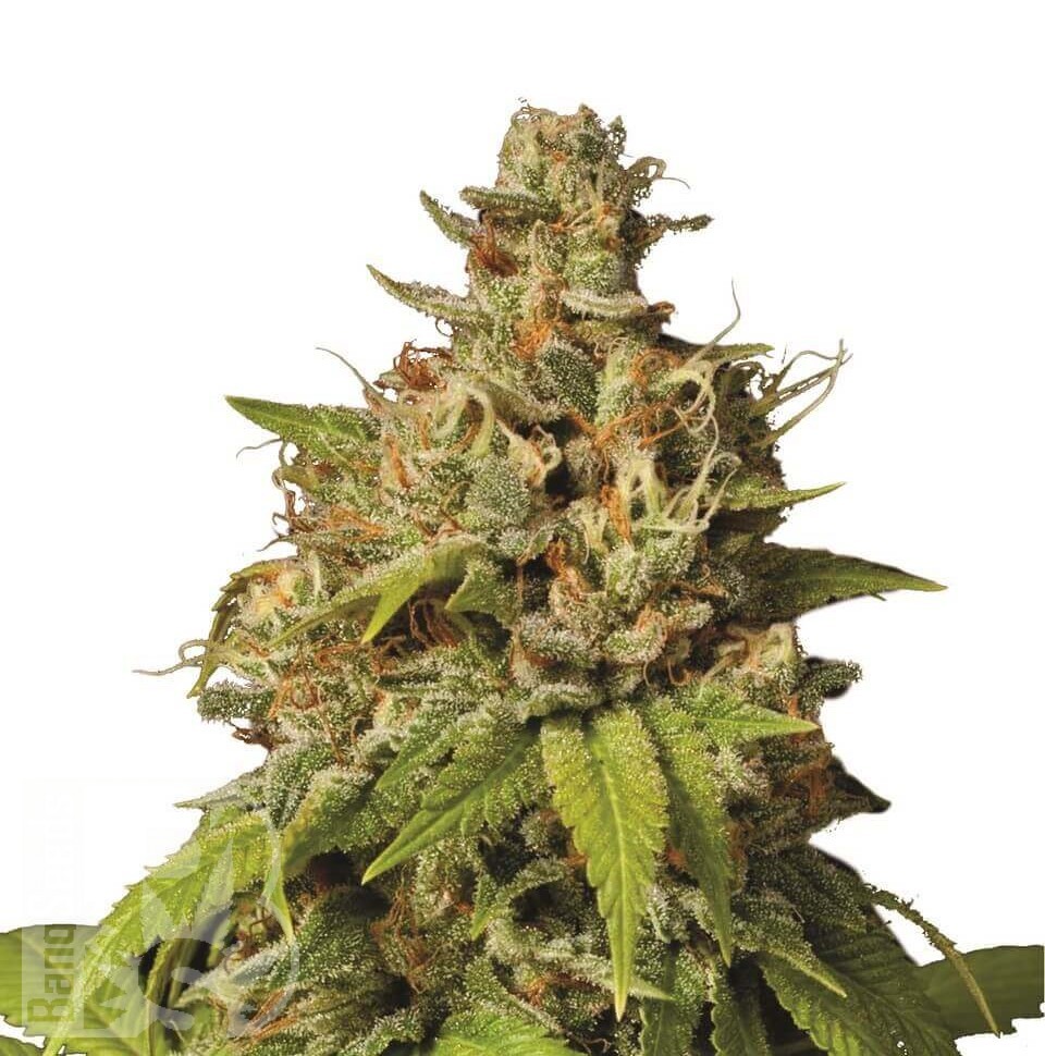 Семена ганжа  Auto Durban Poison feminised Ganja Seeds