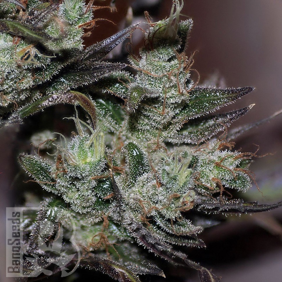 Early Durban feminised Ganja Seeds