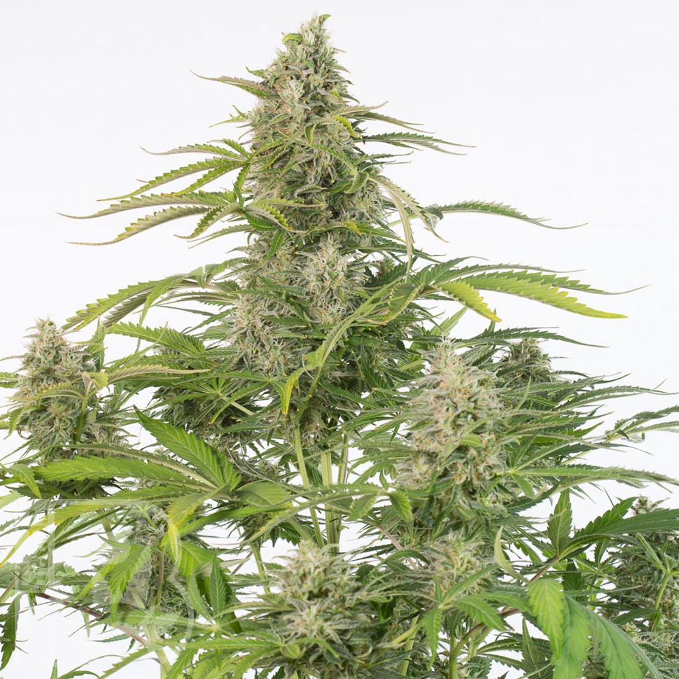 Семена конопли  Cheese CBD feminised Ganja Seeds