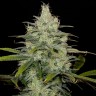 Семена конопли  Cheese CBD feminised Ganja Seeds