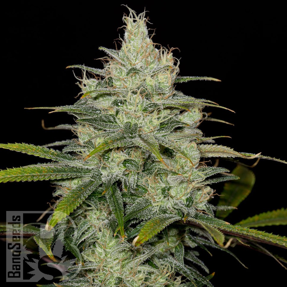 Семена конопли  Cheese CBD feminised Ganja Seeds