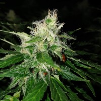Pandora regular Ganja Seeds