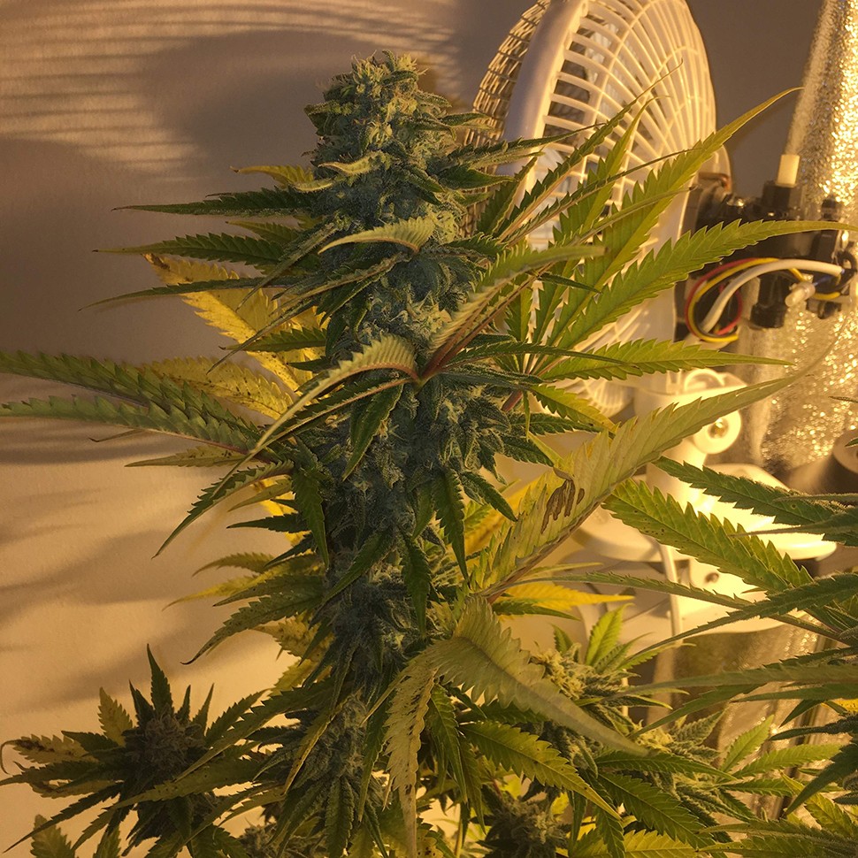 Семена ганжа  Green Poison regular Ganja Seeds