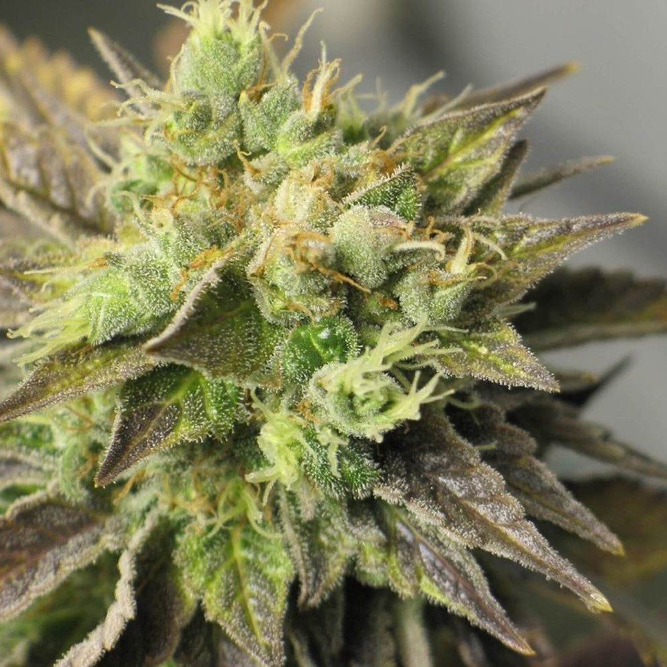 Семена каннабиса  Auto New York Diesel feminised Neuro Seeds