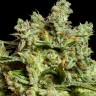 Семена  Burabay feminised Bang Seeds