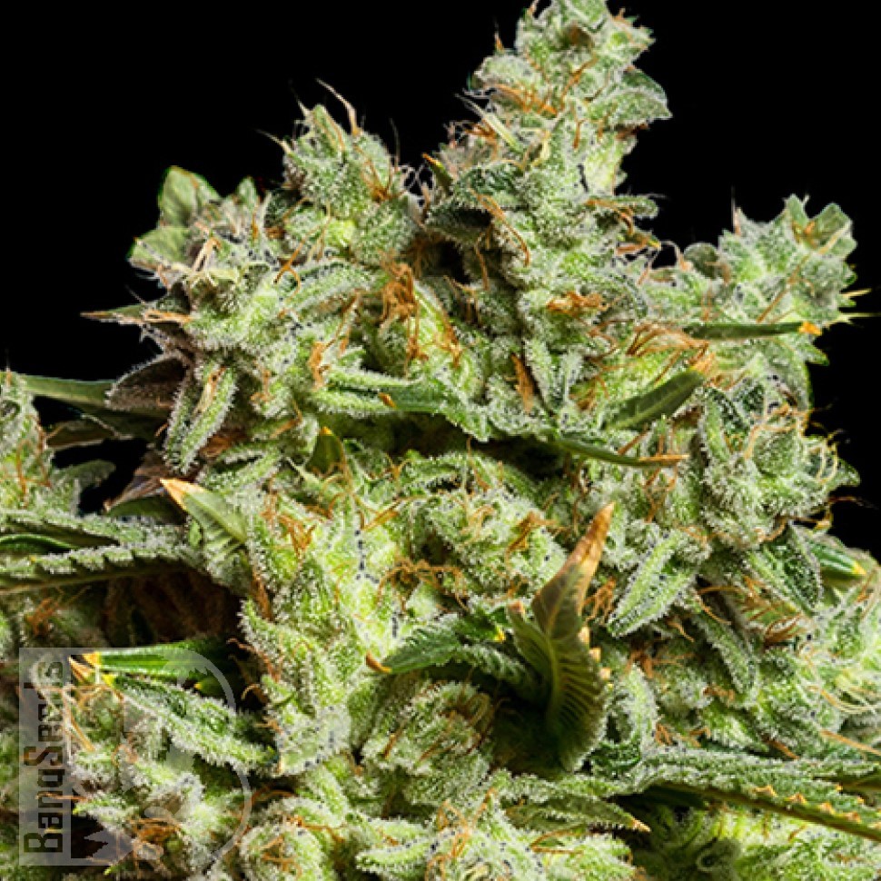 Семена  Burabay feminised Bang Seeds
