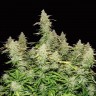 Семена  Burabay feminised Bang Seeds