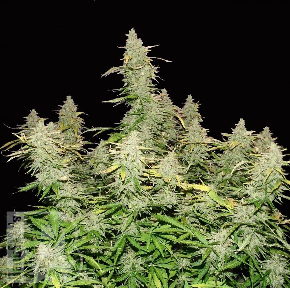 Семена  Burabay feminised Bang Seeds