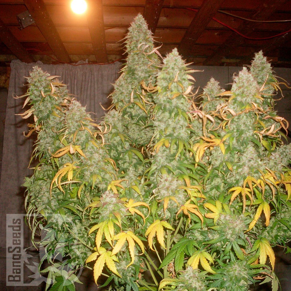 Семена  Burabay feminised Bang Seeds