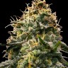 Семена  Burabay feminised Bang Seeds