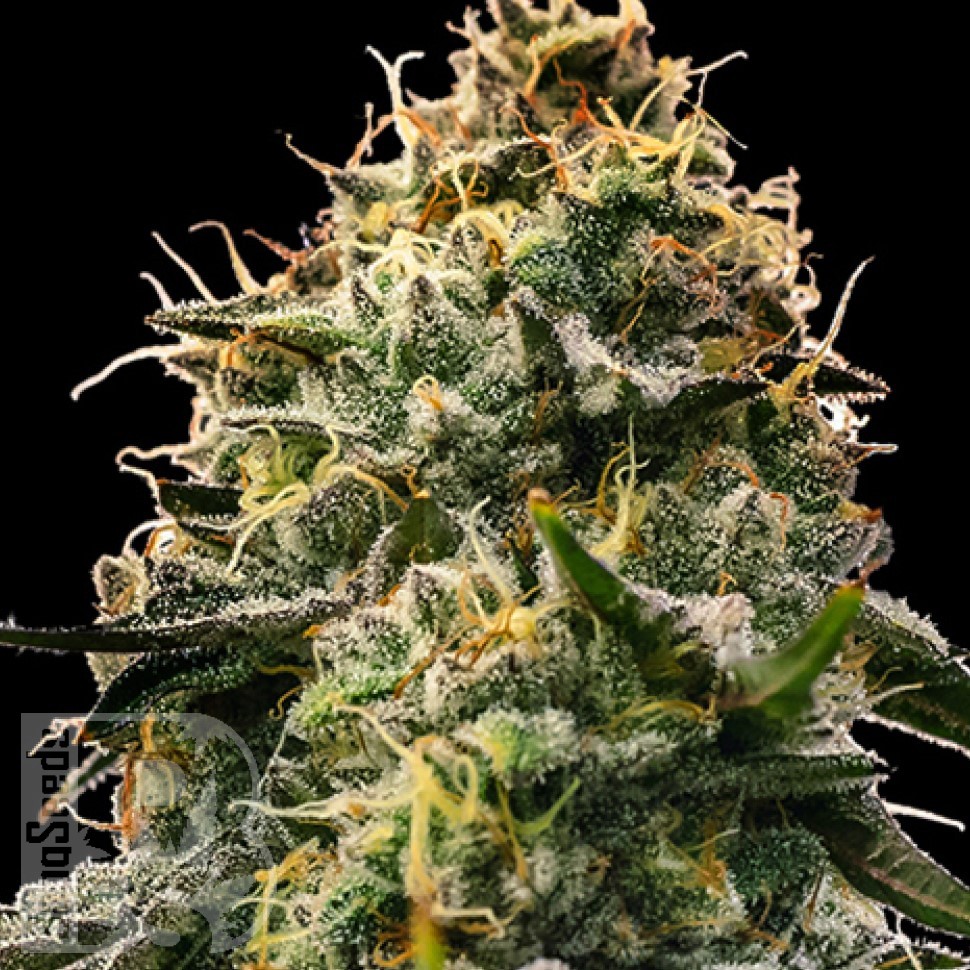 Семена  Burabay feminised Bang Seeds