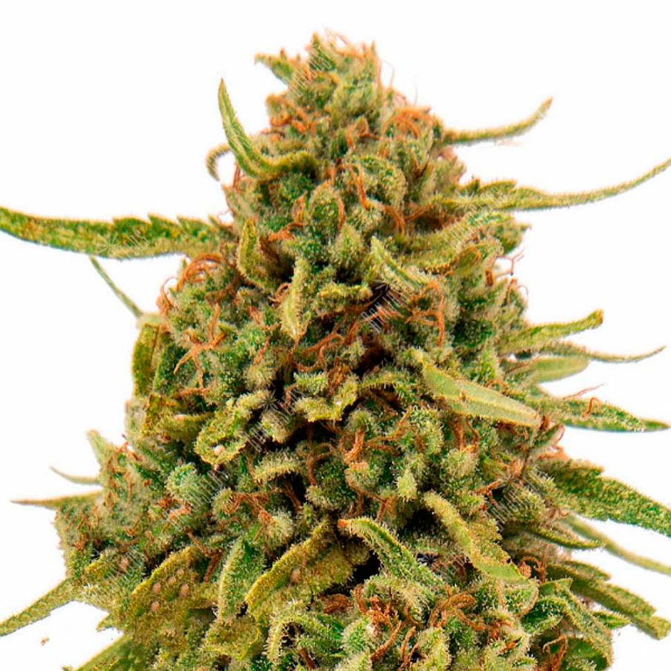 Семена марихуаны  Widow Remedy feminised Ganja Seeds