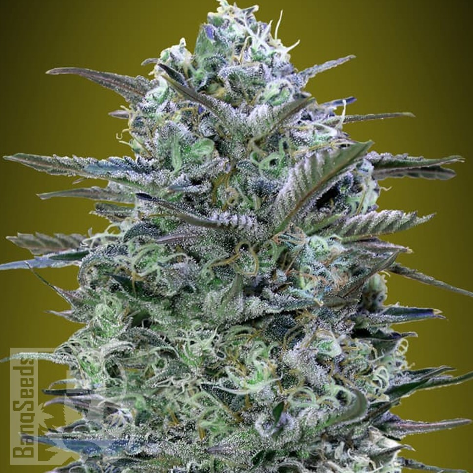 Семена марихуаны  Widow Remedy feminised Ganja Seeds