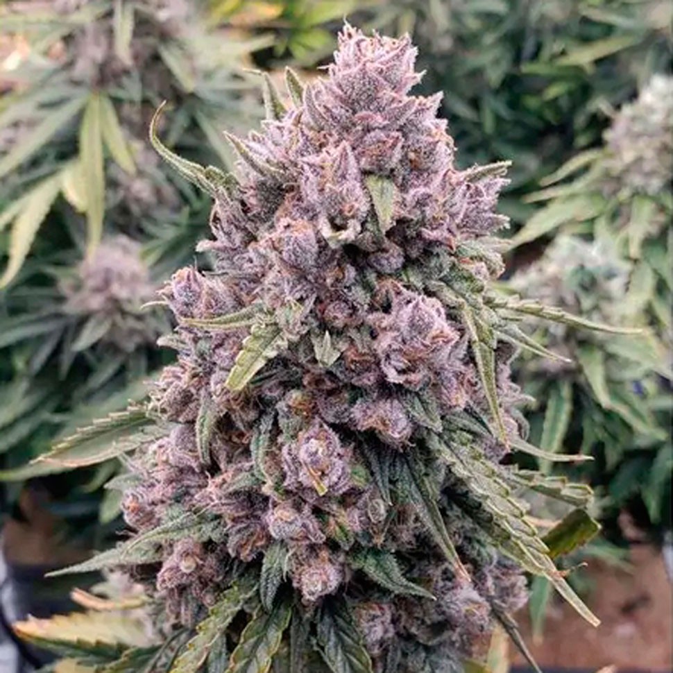 Семена ганжа  Auto Cinderella Jack feminised Ganja Seeds