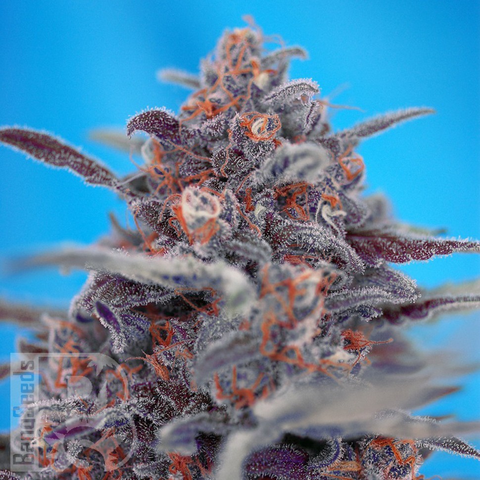 Семена конопли  Auto Devil Cream feminised Ganja Seeds