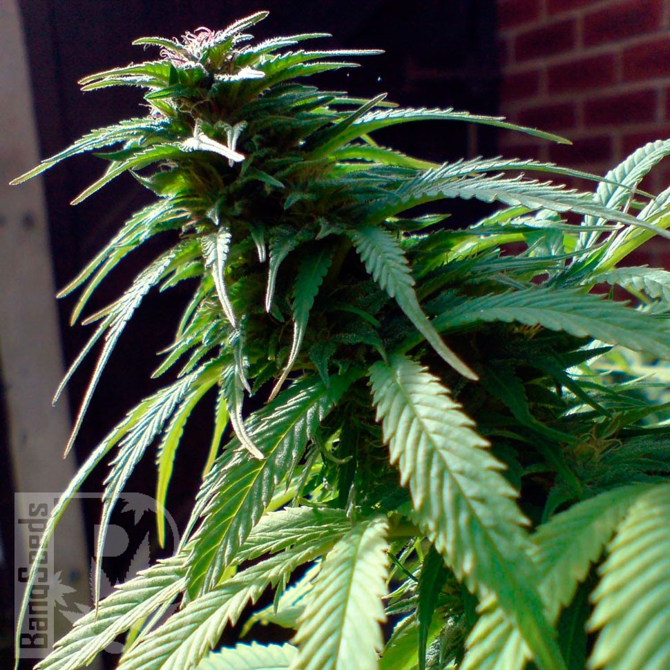 Early Skunk feminised Ganja Seeds