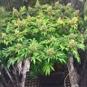 Early Skunk feminised Ganja Seeds