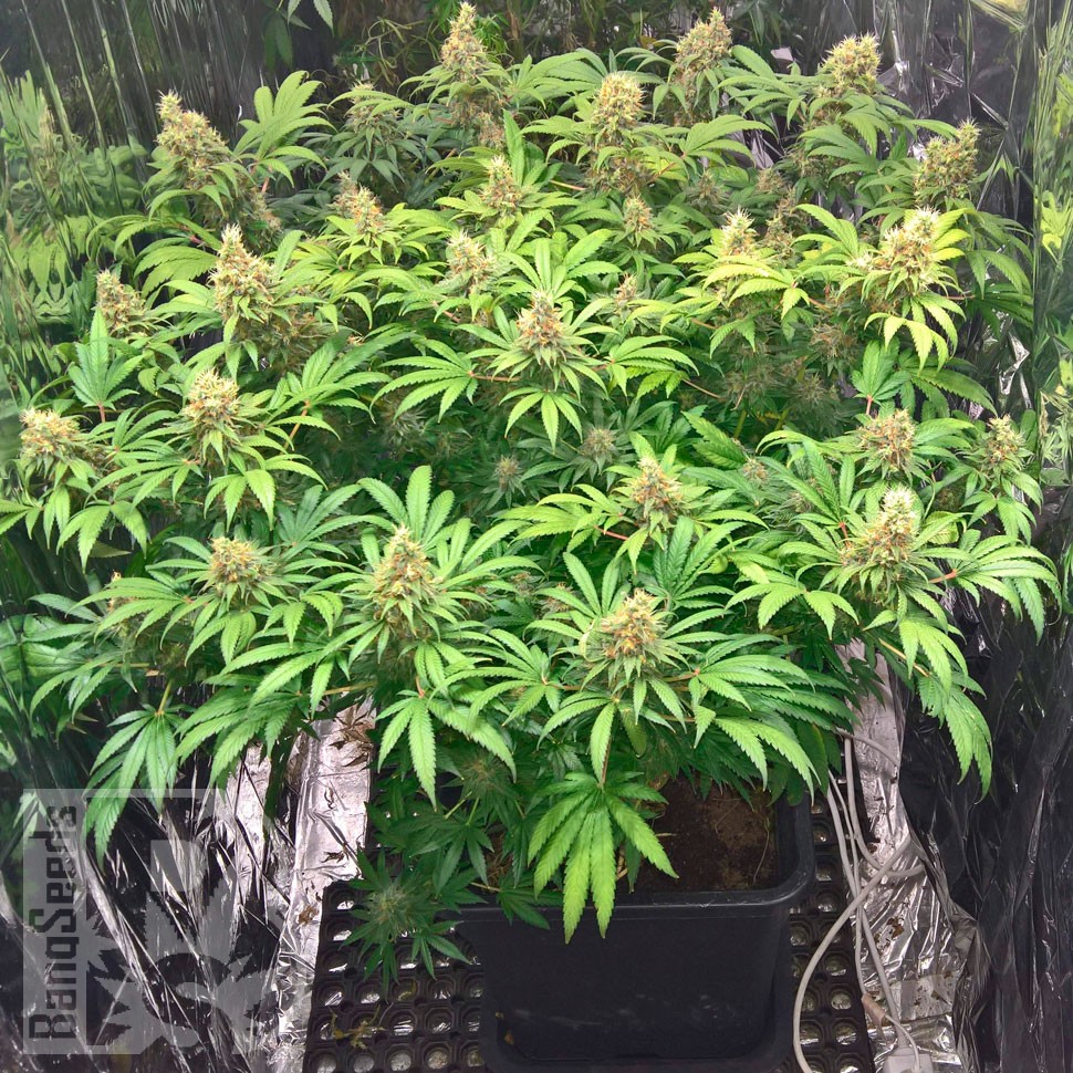 Early Skunk feminised Ganja Seeds