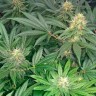 Early Skunk feminised Ganja Seeds