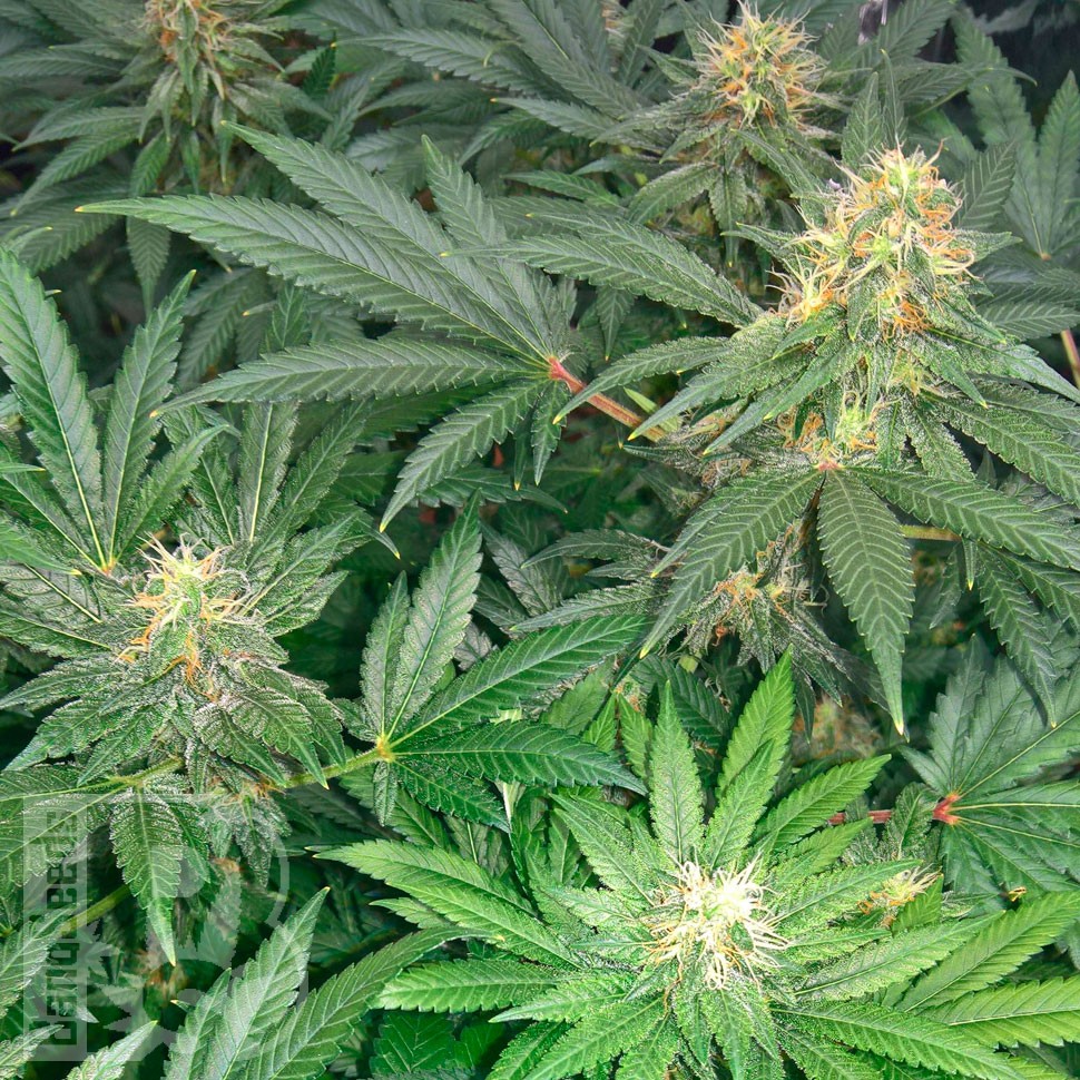 Early Skunk feminised Ganja Seeds