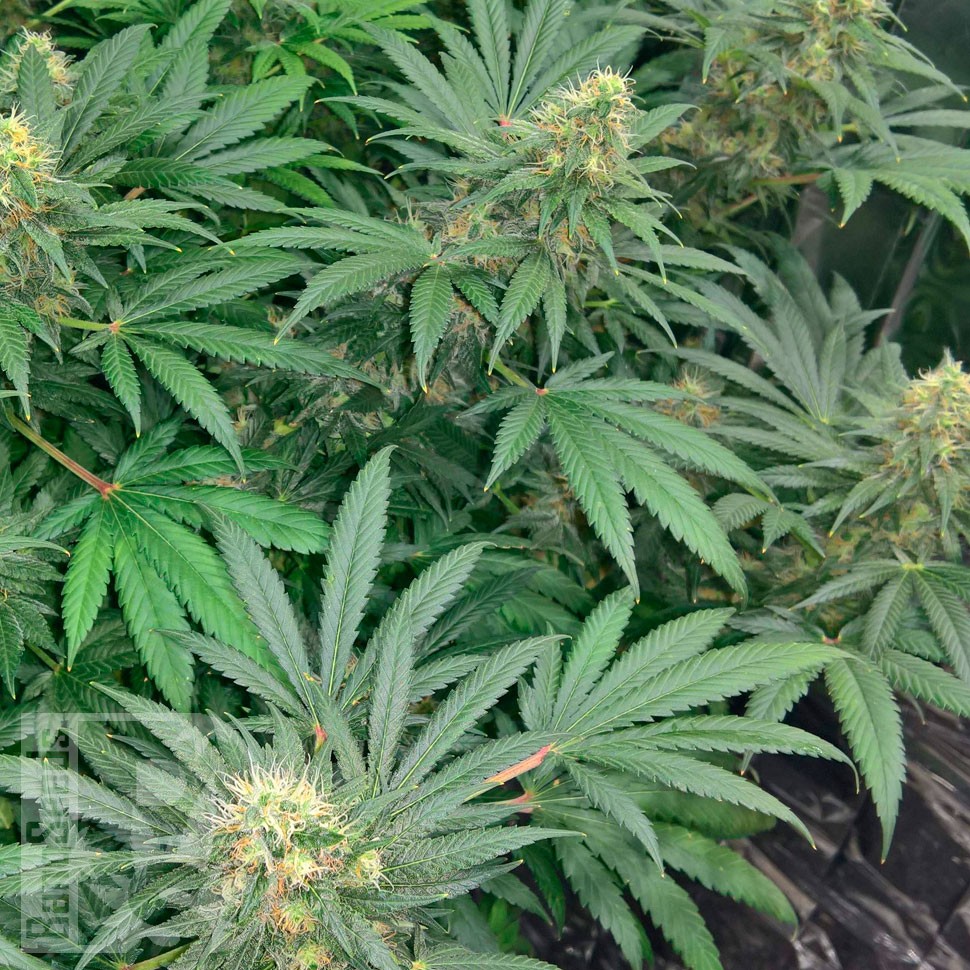 Early Skunk feminised Ganja Seeds
