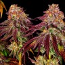 Семена конопли  Mimosa feminised Ganja Seeds