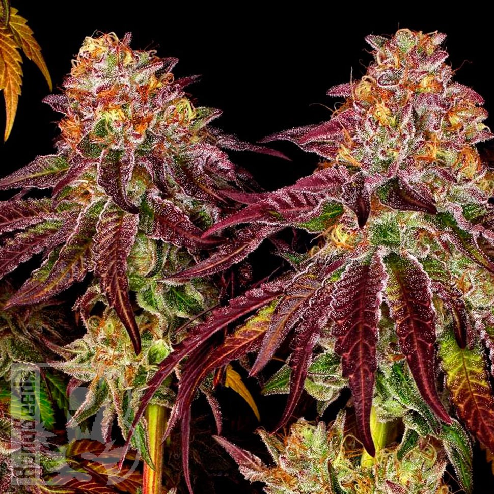 Семена конопли  Mimosa feminised Ganja Seeds