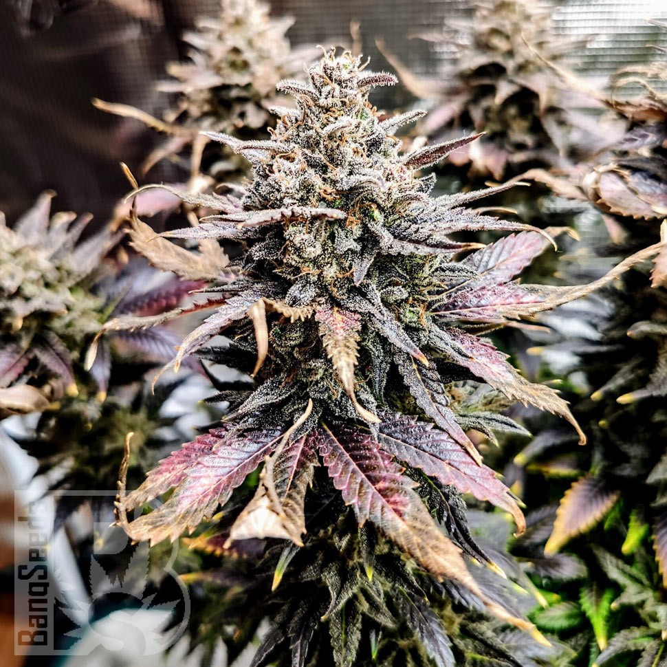 Семена конопли  Mimosa feminised Ganja Seeds