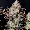 Семена конопли  Mimosa feminised Ganja Seeds