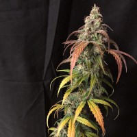 Auto Black Jack feminised Ganja Seeds