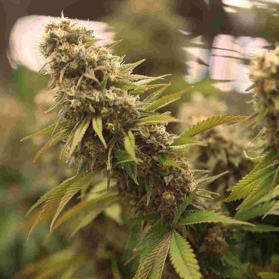 Семена конопли  2046 feminised Ganja Seeds