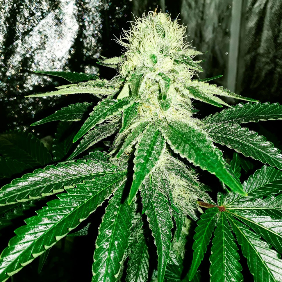 Семена  Auto AK feminised Ganja Seeds