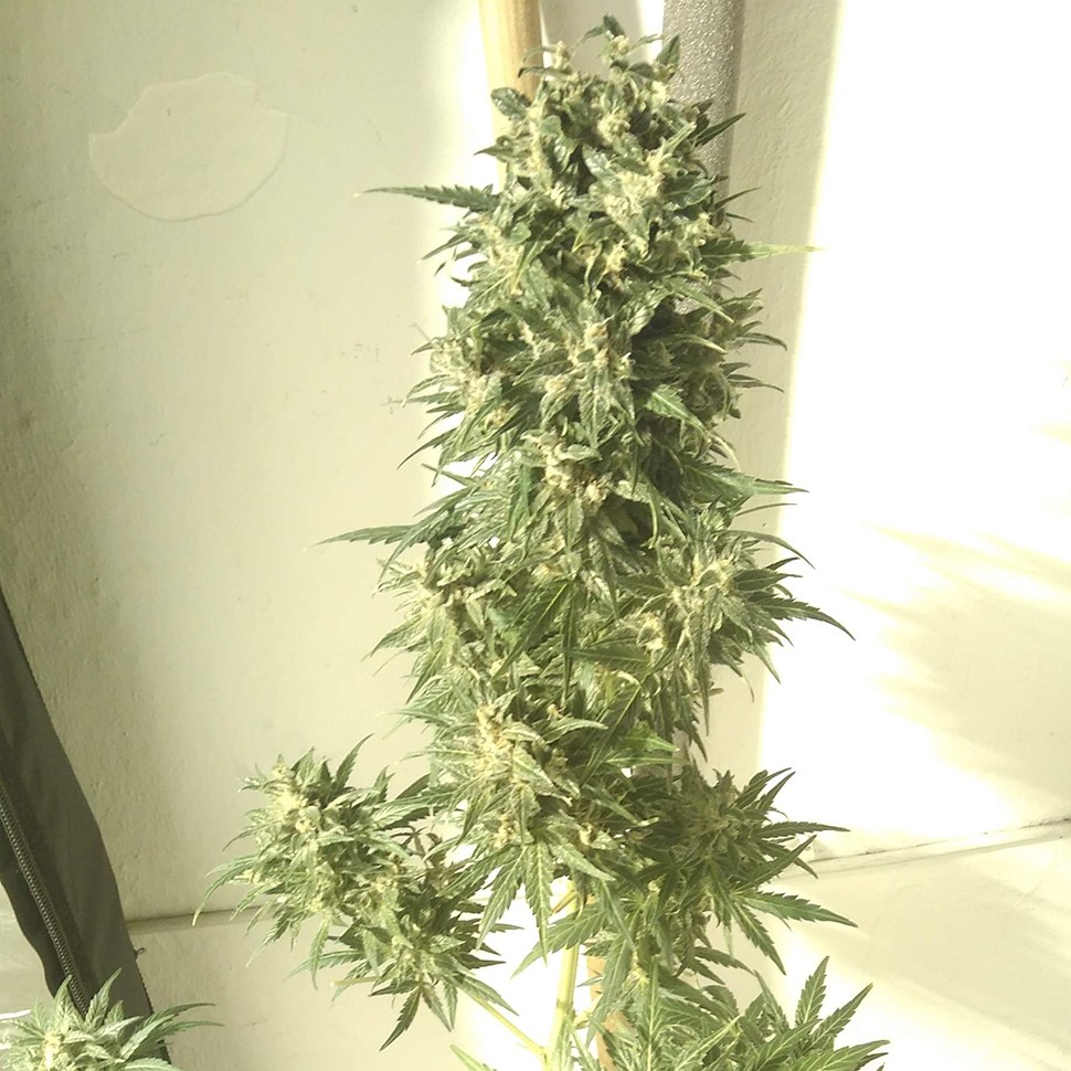 Семена марихуаны  Point of No Return x Lowryder regular Ganja Seeds