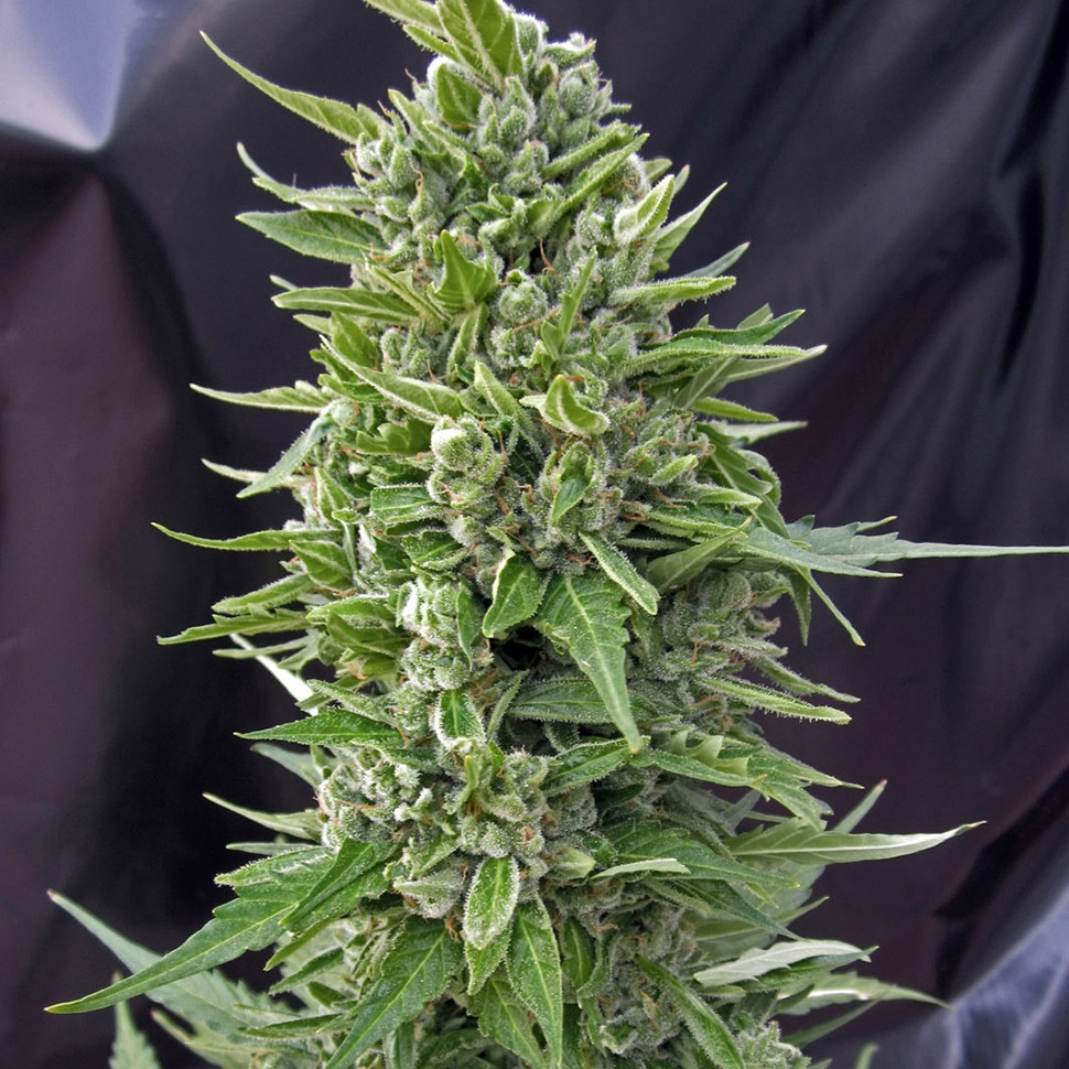 Семена каннабиса  Auto Northern Light feminised Neuro Seeds