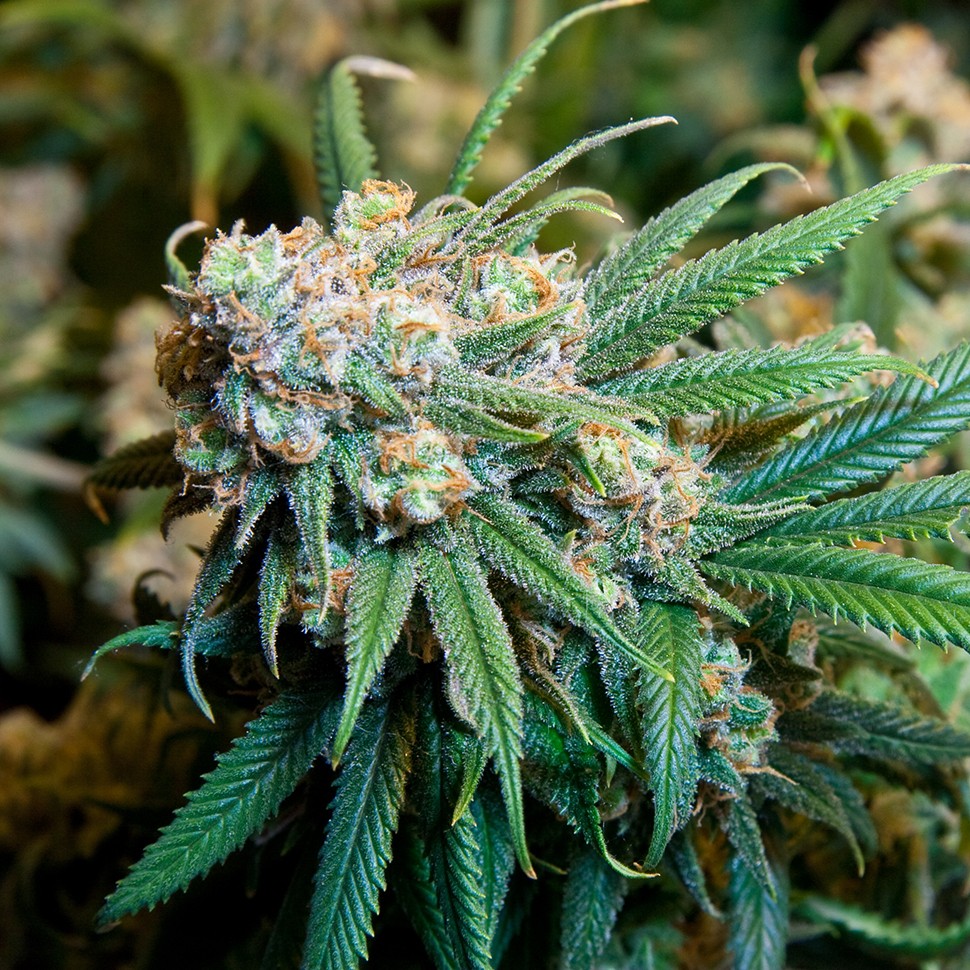 Семена  Burana feminised Bang Seeds