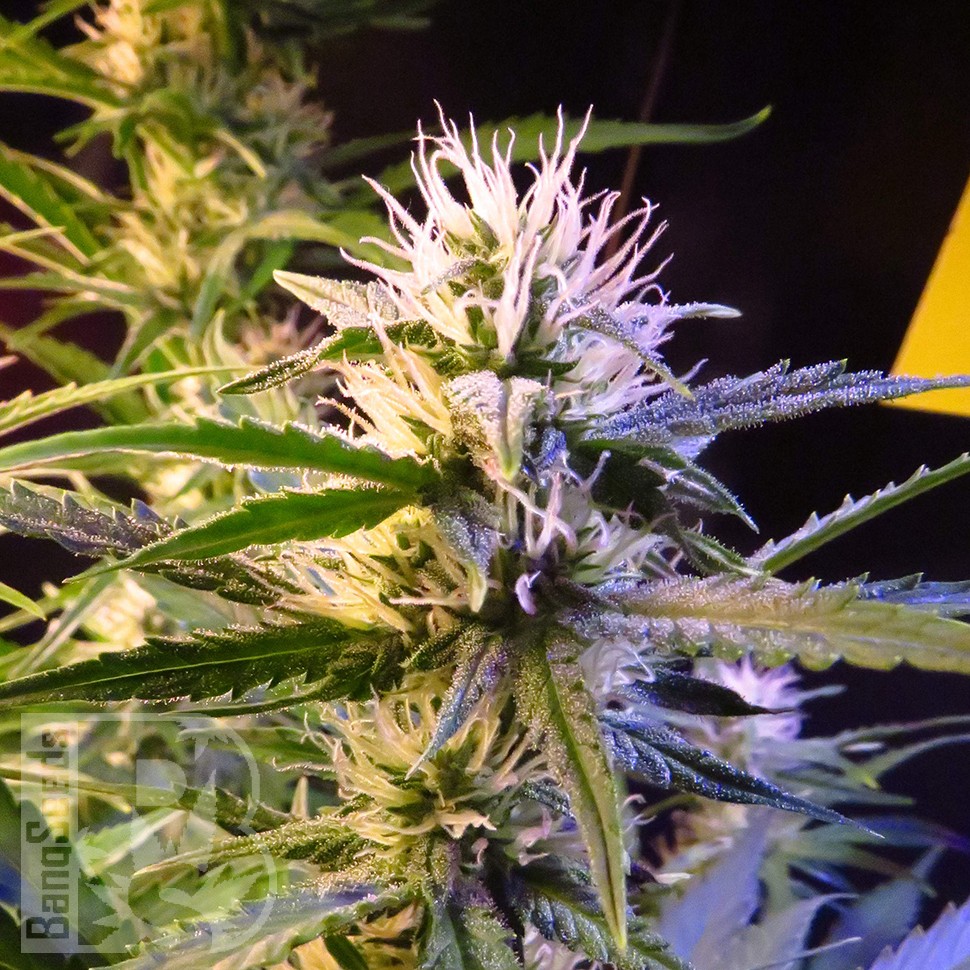 Семена каннабиса  Auto Diesel Ryder feminised Ganja Seeds