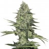 Easy Ryder feminised Ganja Seeds