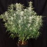 Easy Ryder feminised Ganja Seeds